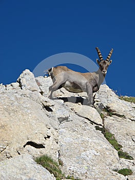 Curious young alpine ibex looking down