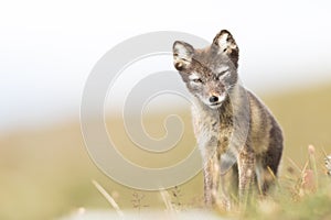 Curious young arctic fox standing and looking into camera Svalbard