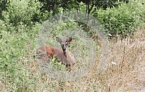 Curious young buck in Tennessee