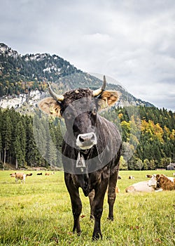 A curious young bull of famous Bavarian breed on Alps meadows