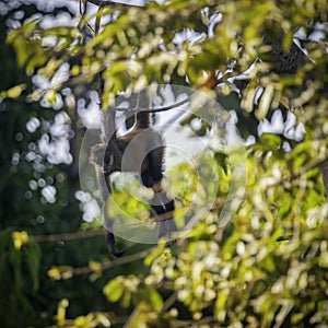 Curious Young Capuchin Monkey Watches From a Tree Branch