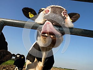 Curious young cow trying to eat fence