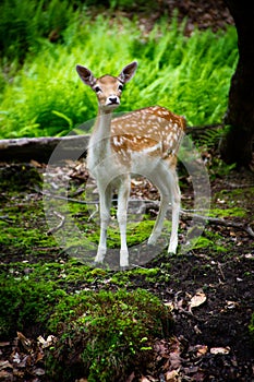 A Curious Young Fallow Deer