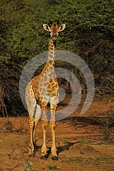 Curious young giraffe.