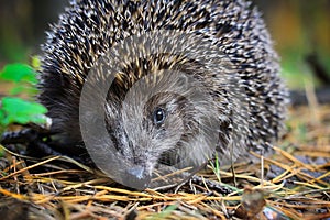 A curious young hedgehog lives in the pine forest