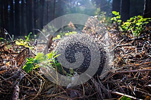 A curious young hedgehog lives in the pine forest all alone