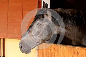 Curious young horse standing in the stable door. Purebred youngster looking out from the barn