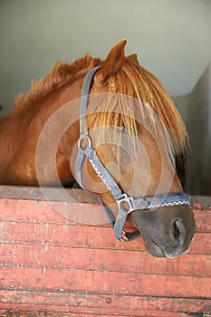 Curious young horse standing in the stable door. Purebred youngster looking out from the barn