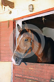 Curious young horse standing in the stable door. Purebred youngster looking out from the barn