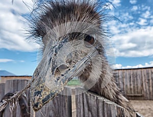 Curious young Ostrich