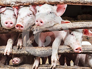 Curious young pigs in a stable