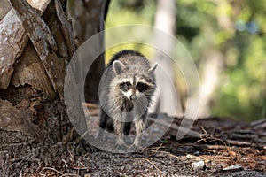 Curious young raccoon Procyon lotor hiding near a tree