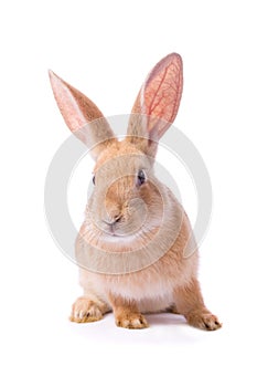 Curious young red rabbit