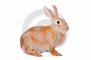 Curious young red rabbit isolated