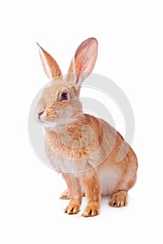 Curious young red rabbit isolated photo