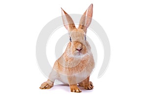 Curious young red rabbit isolated