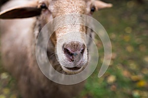 Curious young sheep looking in to the camera, shallow depth of field