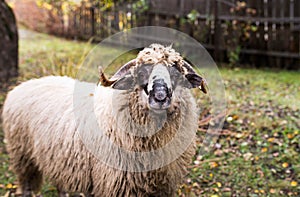 Curious young sheep ram looking in to the camera, shallow depth of field