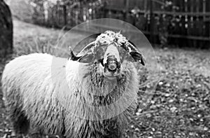 Curious young sheep ram looking in to the camera, shallow depth of field, focus on the sheep`s nose