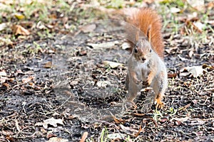 Curious young squirrel standing on ground with fallen leaves