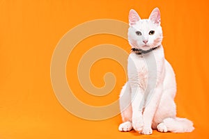 curious young white cat looks at the camera on orange background, horizontal photography photo