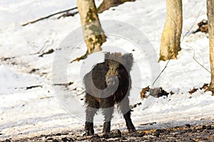 Curious young wild boar