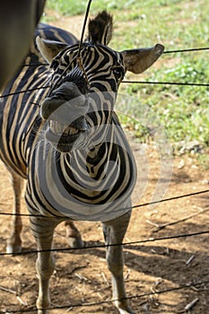 Curious zebra in the zoo in Salvador, Bahia, Brazil. Zebras are mammals that belong to the horse family, the equines, native to
