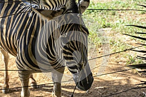 Curious zebra in the zoo in Salvador, Bahia, Brazil. Zebras are mammals that belong to the horse family, the equines, native to