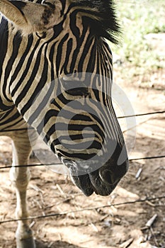 Curious zebra in the zoo in Salvador, Bahia, Brazil. Zebras are mammals that belong to the horse family, the equines, native to