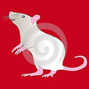 Curiouse white metal rat on red background