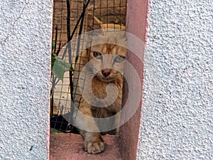 A Curiousity Cat In The Fence