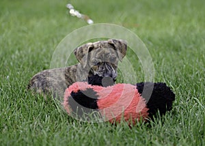 Curiously Cute Mountain Cur Rescue Puppy