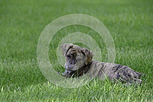 Curiously Cute Mountain Cur Rescue Puppy