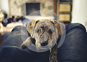 Curiously Cute Mountain Cur Rescue Puppy and a camera