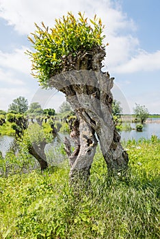 Curiously grown pollard willow photo