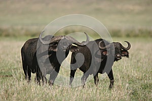 Curiously looking African buffaloes photo