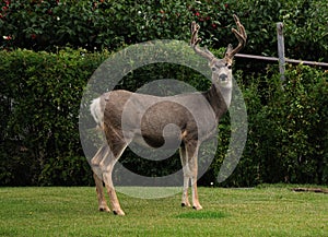 Curiously Looking Canadian Deer Standing In A Backyard