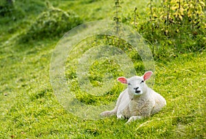 Curiously looking lamb