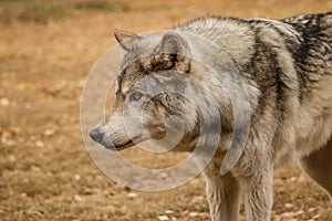 Curiously Looking wolfdog in Yamnuska sanctuary, Canada, hard to train the high content wolfs, strong personality dog
