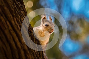 Curiously, this pretty squirrel looks out from behind a tree.