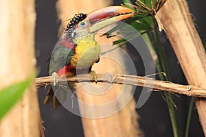 Curl-crested aracari