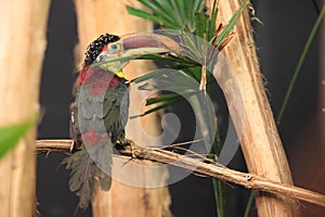 Curl-crested aracari