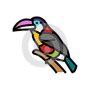 curl crested aracari bird exotic color icon vector illustration