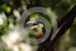 Curl-crested Aracari called Pteroglossus beauharnaesii