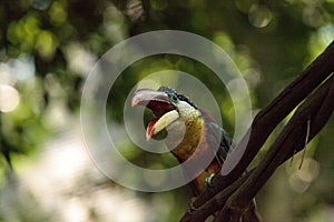 Curl-crested Aracari called Pteroglossus beauharnaesii