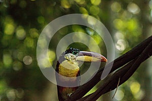 Curl-crested Aracari called Pteroglossus beauharnaesii photo