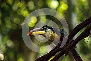 Curl-crested Aracari called Pteroglossus beauharnaesii photo