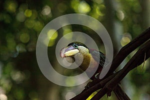 Curl-crested Aracari called Pteroglossus beauharnaesii photo