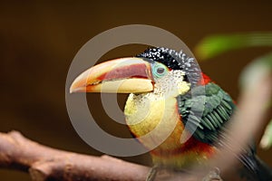 Curl-crested aracari, or curl-crested araÃ§ari Pteroglossus beauharnaesii, also known as the curly-crested aracari sitting