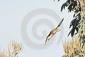 A Curl Crested Aracari Dive Bombing the Rainforest Canopy photo